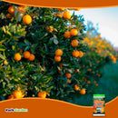 Grow More Citrus Food Soluble Fertilizer 20-10-15 1.5lb