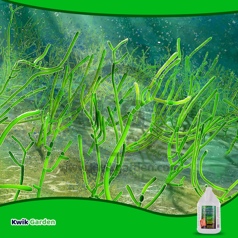 Grow More Seaweed Extract Natural Organic Kelp Liquid 0.10-0.10-0.15 1gal