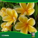 Grow More Hawaiian Bud & Bloom 3 lb