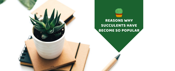 Reasons why succulents have become so popular