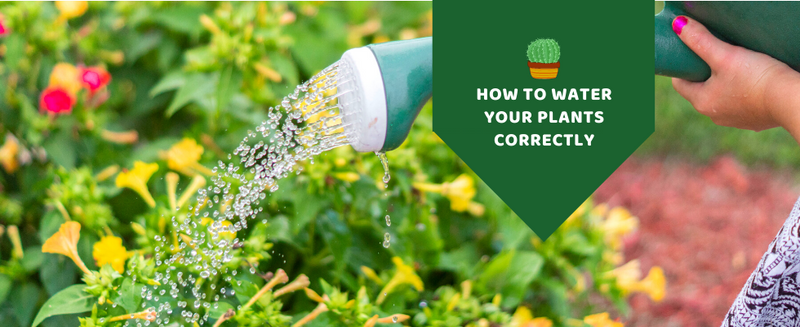 How to water your plants correctly
