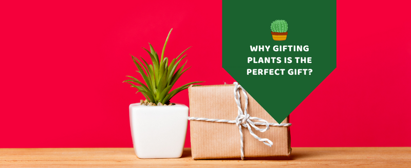 Why gifting plants is the perfect gift?
