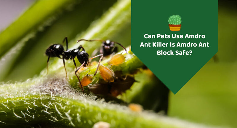 Can Pets Use Amdro Ant Killer | Is Amdro Ant Block Safe?