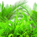 Jobe's Fertilizer Spikes Fern & Palm Tree 16-2-6, 30pk