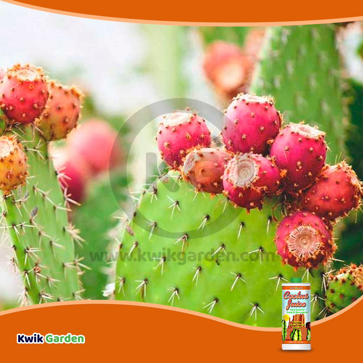 succulent juice Boost Your Cactus Growth with Grow More Cactus Juice Plant Food Fertilizer