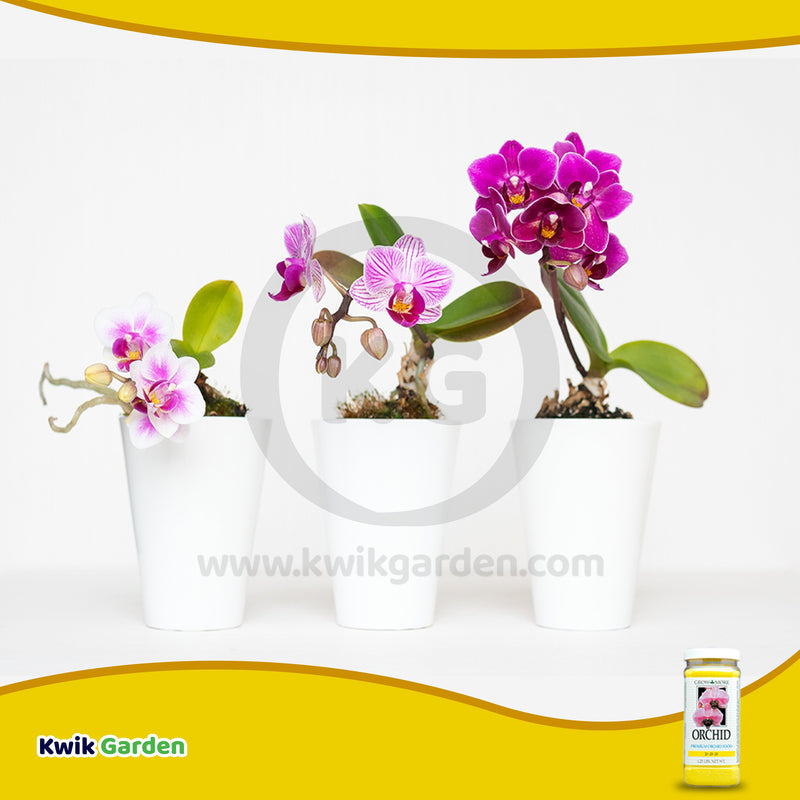 Grow More Orchid Food Maintenance Fertilizer 20-20-20 1.25b