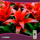 Grow More Bromeliad Fertilizer Plant Food 17-8-22 1.25 lb