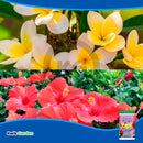 Grow More Grow Bloom Water Soluble Flowering Fertilizer 0-50-30 5lb