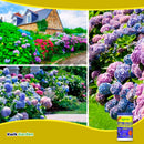 Grow More Hydrangea Blueing Formula for Soil or Potted Plants 2lb