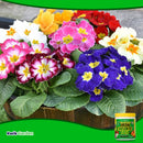 Grow More Organic Iron Chelate 10% 8oz