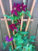 Nelson Bougainvillea (Flowering vines) 17-7-10 2lb