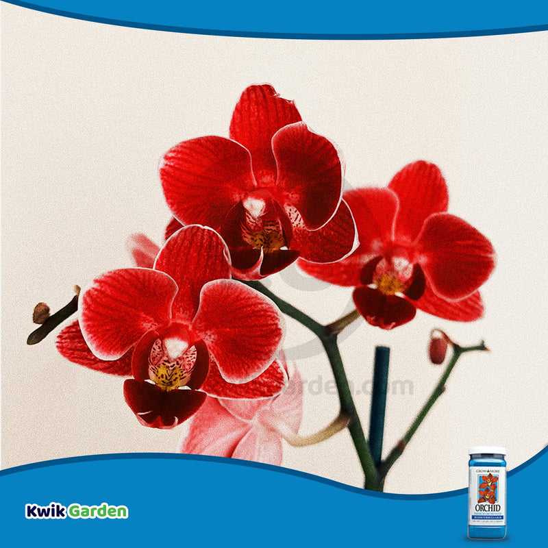 Grow More Orchid Food Bloom Formula Fertilizer 6-30-30 1.25lb