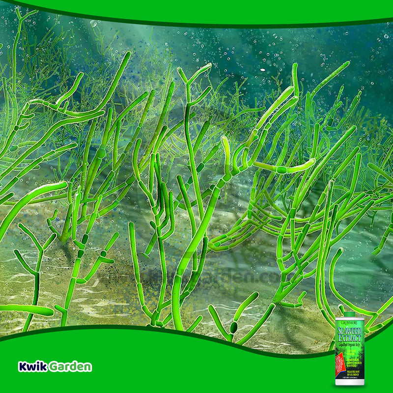 Grow More Seaweed Extract Natural Organic Kelp Liquid 0.10-0.10-0.15 32oz