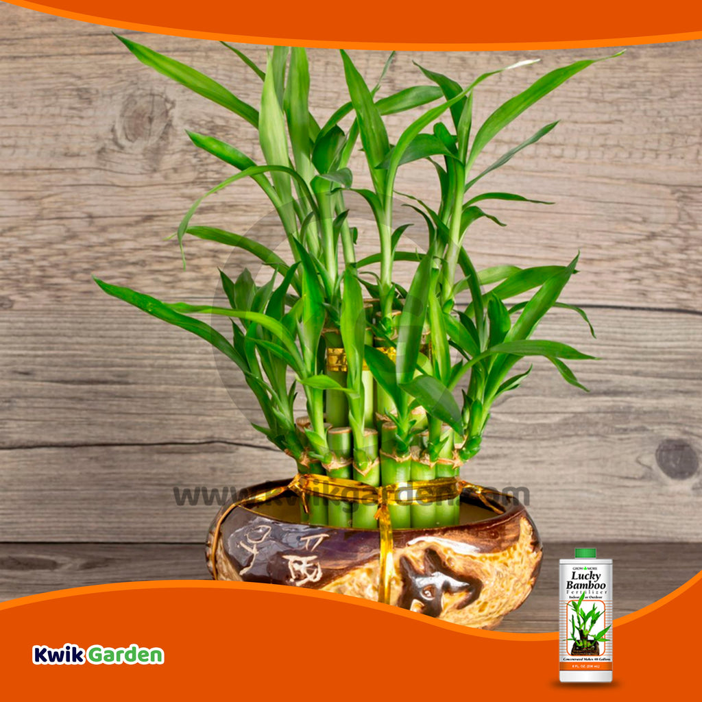 green green lucky bamboo fertilizer Unlock your bamboo plant's luck with Grow More Lucky Bamboo Fertilizer