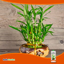 Grow More Lucky Bamboo Fertilizer 2-2-2 8oz