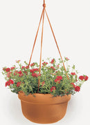 Bloem Dura Cotta Hanging Basket Planter Terra Cotta 12 In