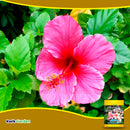 Grow More Hawaiian Bud & Bloom Water Soluble Fertilizer Concentrate 5-50-17, 5 Lb
