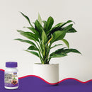 Bonide Bontone Powder Rooting Hormone 1.25 oz