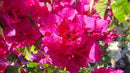 Nelson Bougainvillea (Flowering vines) 17-7-10 2lb