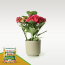 Dr. Earth Acid Lovers Premium Azalea, Camellia, Rhododendon And Maple Fertilizer 3-4-3 4lb
