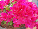 Nelson Bougainvillea (Flowering vines) 17-7-10 2lb