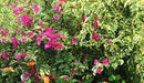 Nelson Bougainvillea (Flowering vines) 17-7-10 2lb