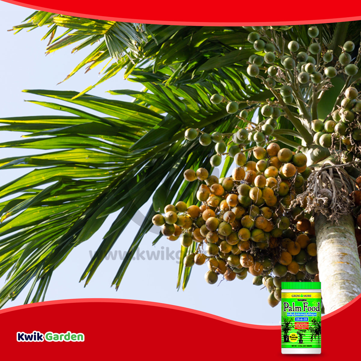 plant food for palms Buy Grow More Palm Food Soluble Fertilizer