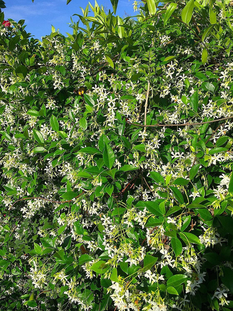 Nelson Bougainvillea (Flowering vines) 17-7-10 2lb