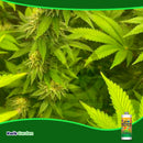 Grow More Garden Molasses 32 Oz