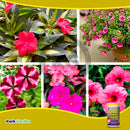 Grow More EDDHA Iron Chelate 6.0% 1lb