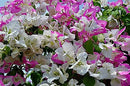 Nelson Bougainvillea (Flowering vines) 17-7-10 2lb