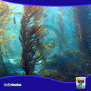 Grow More Sea Grow All Purpose Plant Food Water Soluble 16-16-16 Bag 5lb